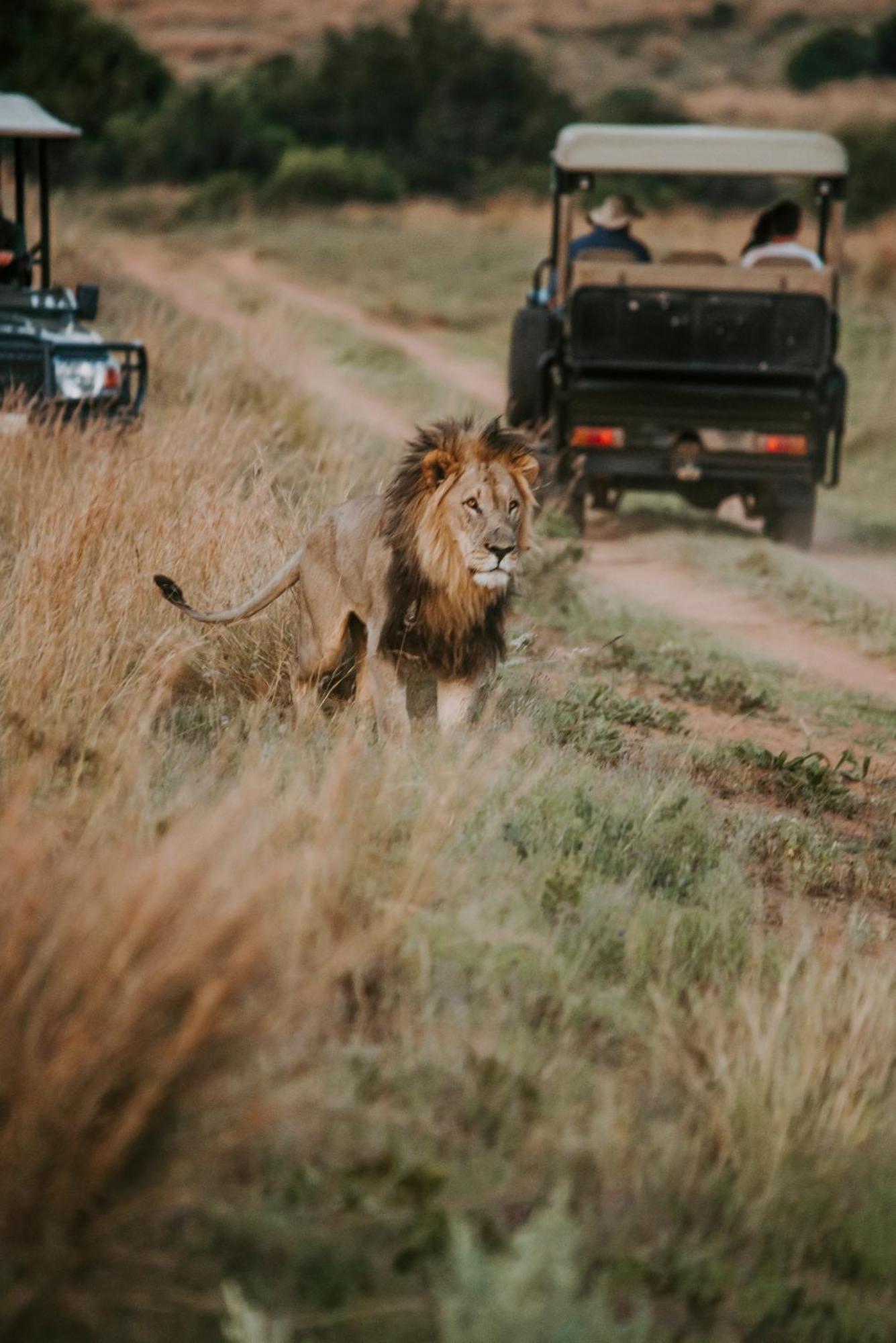 Matingwe Lodge Hartbeestfontein Dış mekan fotoğraf